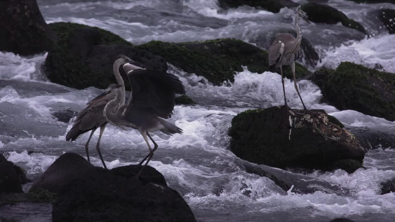 苍鹭(Ardea cinerea)在海边拍动翅膀/韩国视频素材