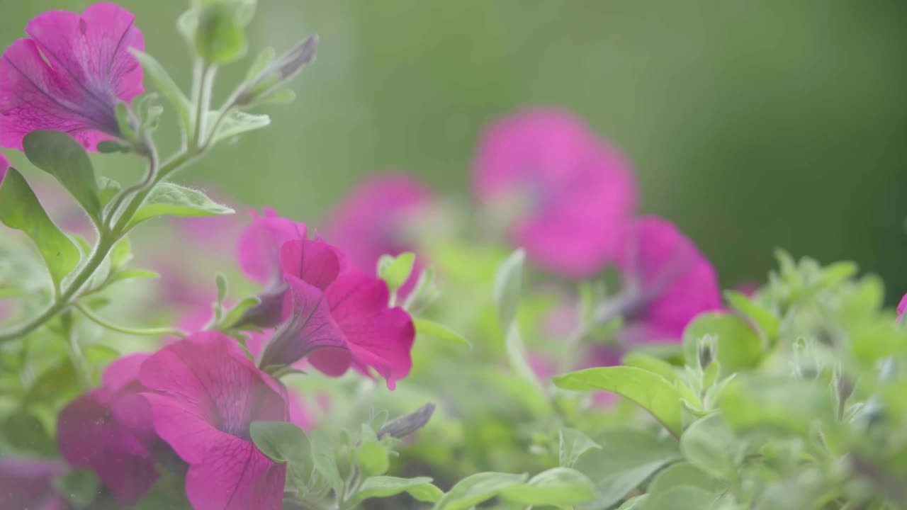 明亮的紫色矮牵牛花在绿色背景的阳光灿烂的日子视频素材