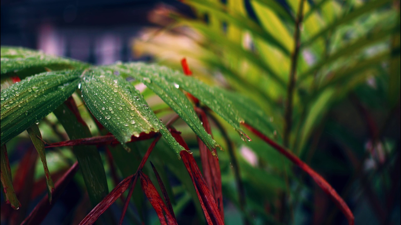 雨滴落在植物上的特写镜头视频素材