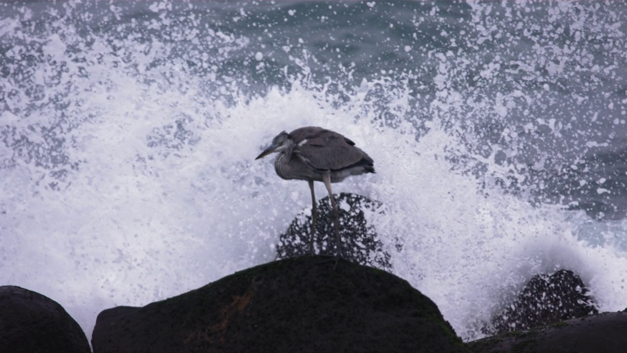 苍鹭(Ardea cinerea)和海浪在海边/韩国视频素材