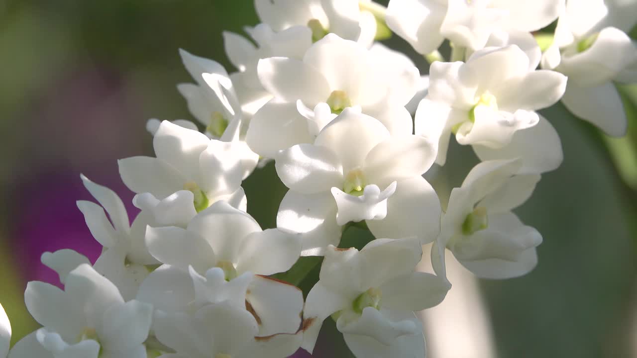 兰花是一种美丽而芬芳的花。视频素材