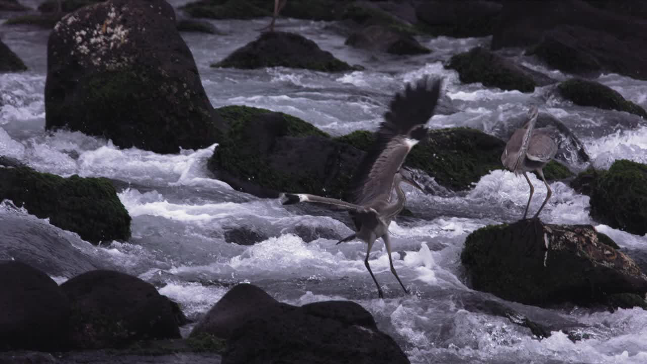 苍鹭(Ardea cinerea)在海边拍动翅膀/韩国视频素材