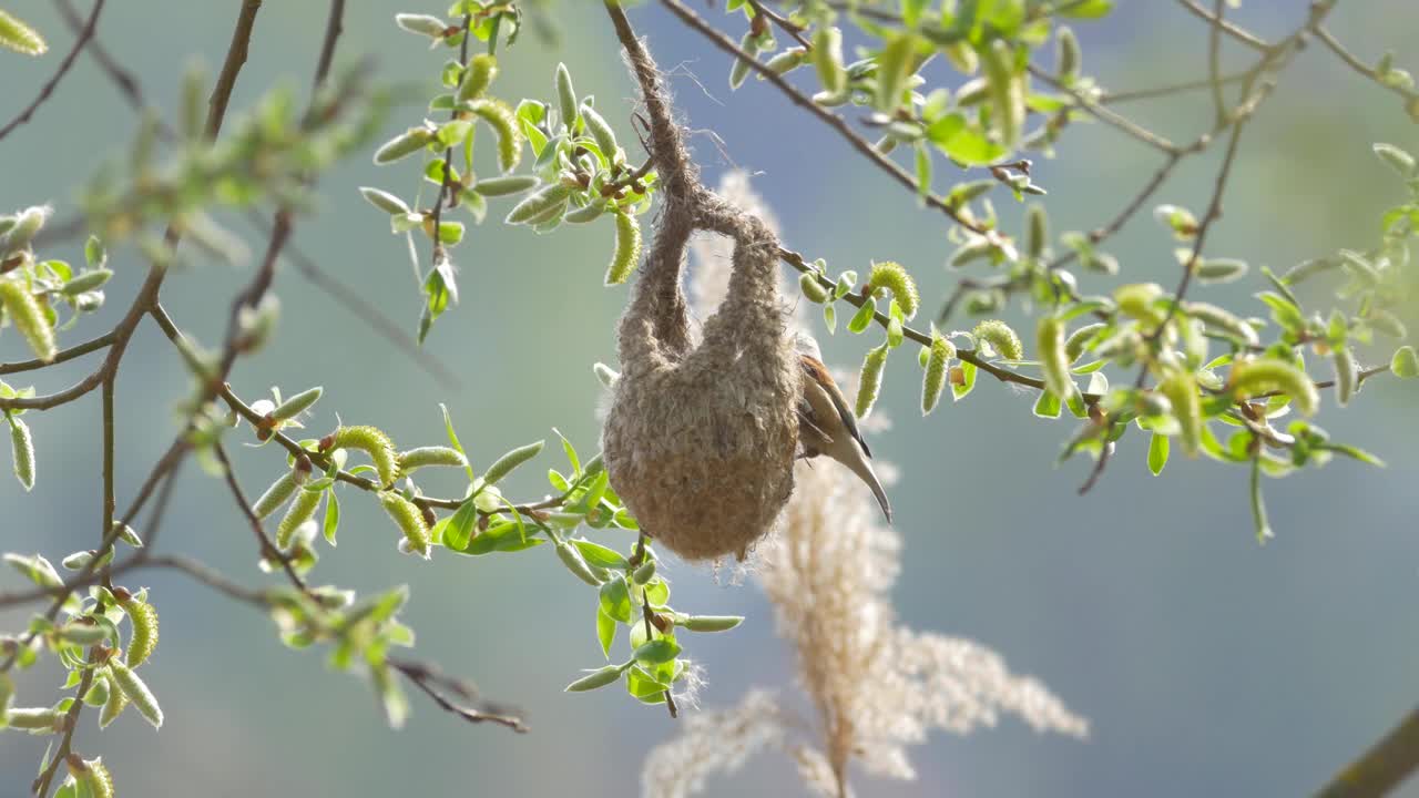 在一个阳光明媚的日子里，欧亚垂山雀在树枝上筑巢视频素材