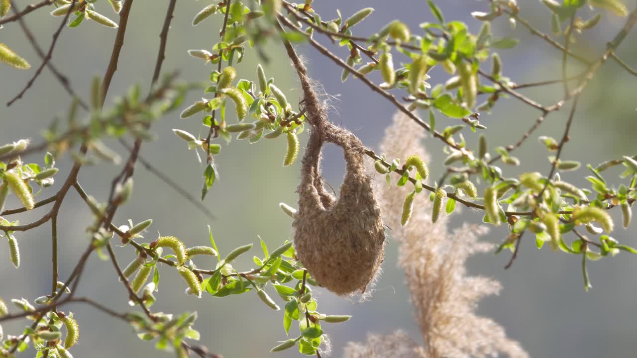 在一个阳光明媚的日子里，欧亚垂山雀在树枝上筑巢视频素材