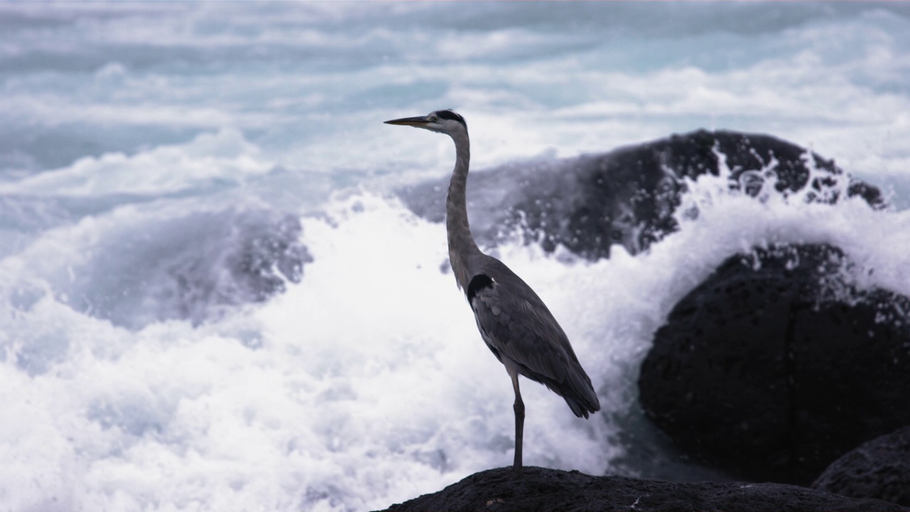 苍鹭(Ardea cinerea)和海浪在海边/韩国视频素材