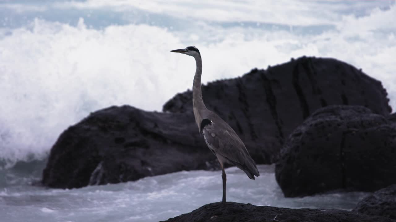 苍鹭(Ardea cinerea)和海浪在海边/韩国视频素材