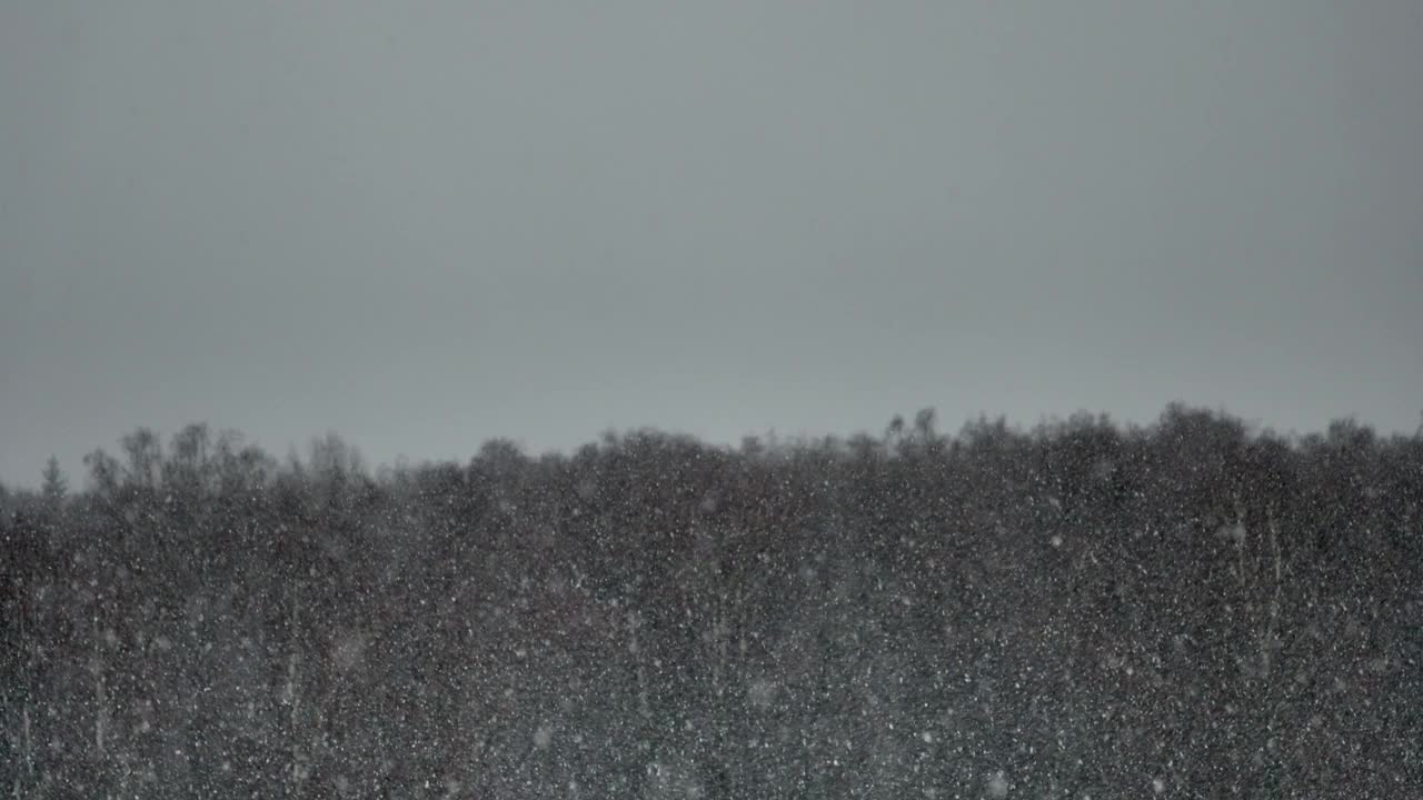 大雪映衬着冬季森林树木的背景。大片的雪花飘落下来。视频素材