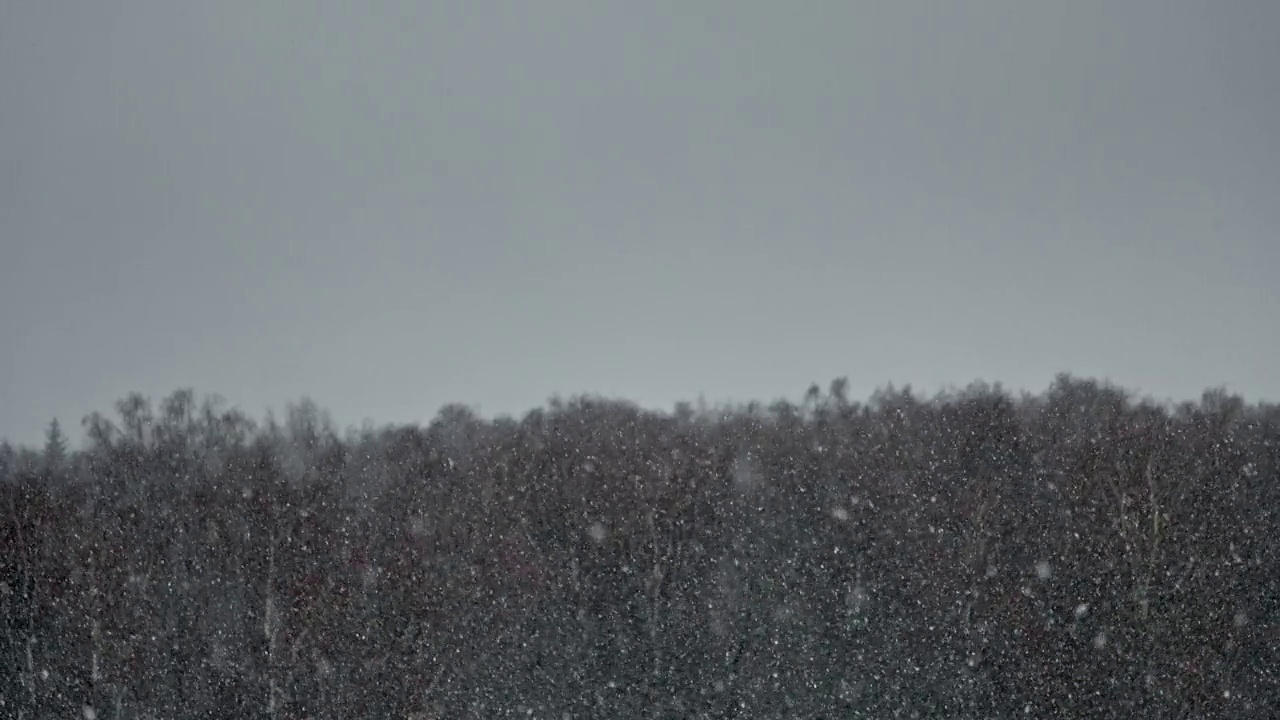 大雪映衬着冬季森林树木的背景。大片的雪花飘落下来。视频素材