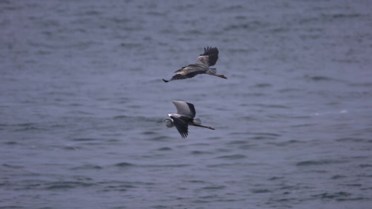 苍鹭(Ardea cinerea)在海上飞行/韩国视频素材