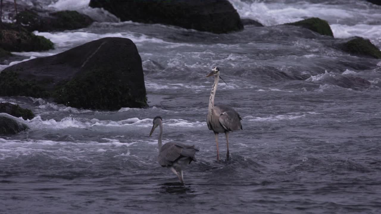 苍鹭(Ardea cinerea)在海边捕食/韩国视频素材