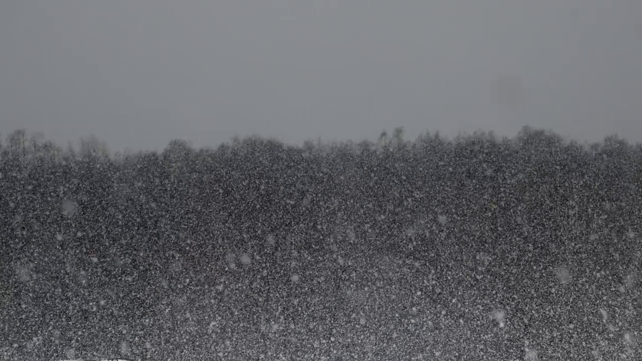 大雪映衬着冬季森林树木的背景。大片的雪花飘落下来。视频素材