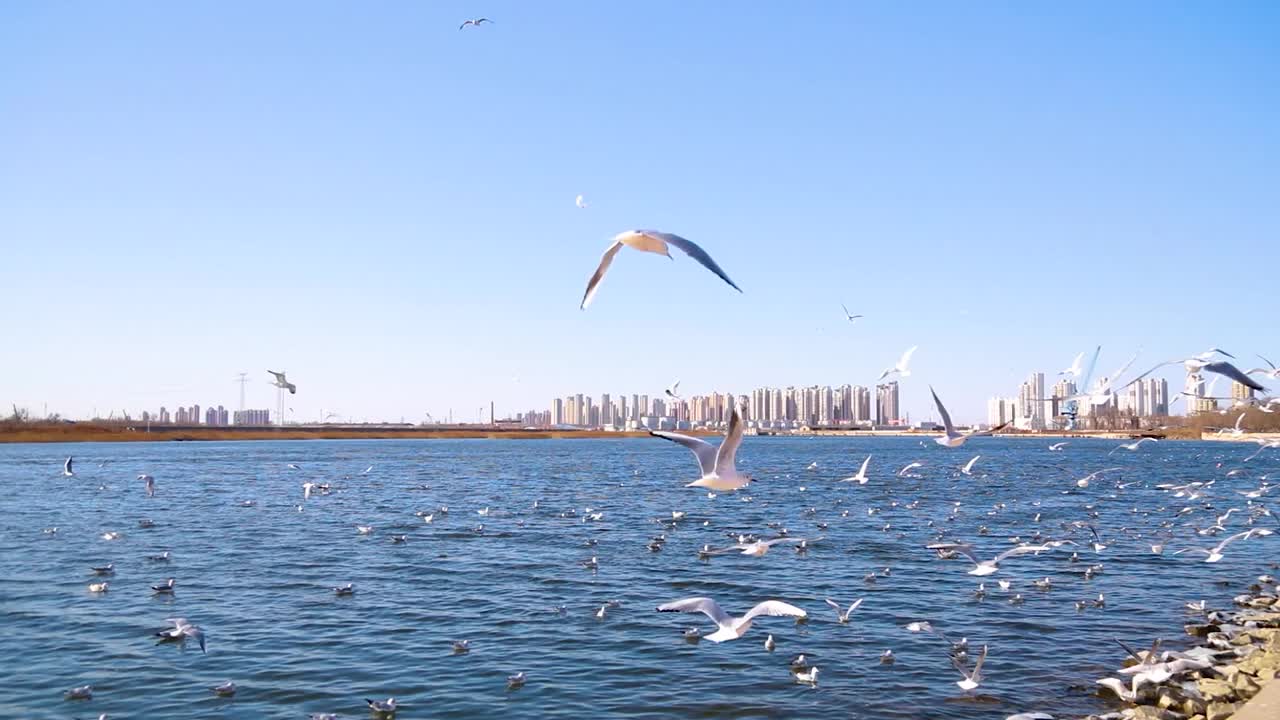 港口海鸥视频素材