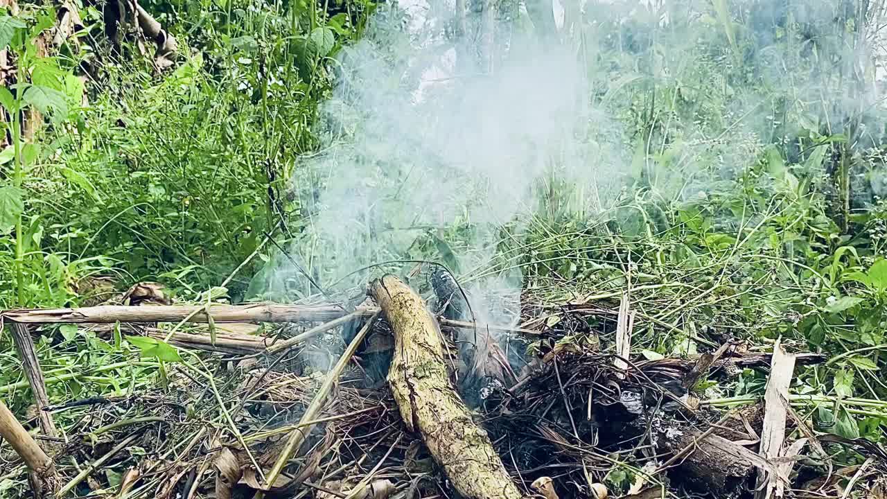 火木视频素材