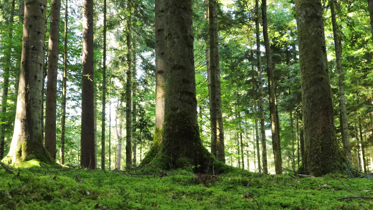 神奇的绿色苔藓森林树木景观。滑块从下往上拍。视频素材