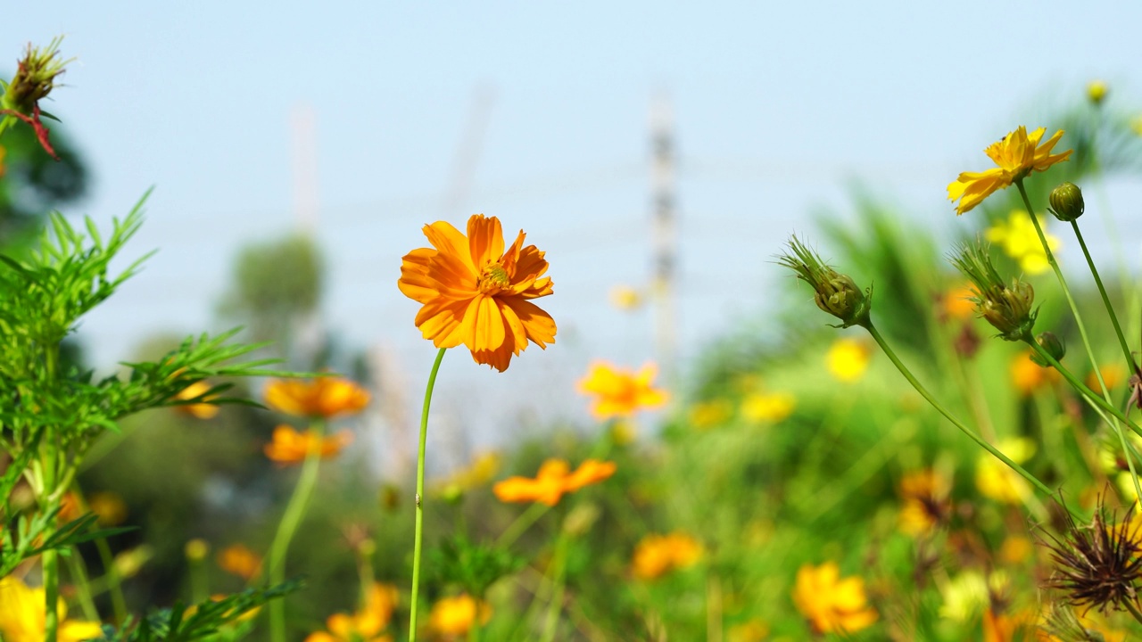 黄色的宇宙花在花园里视频素材