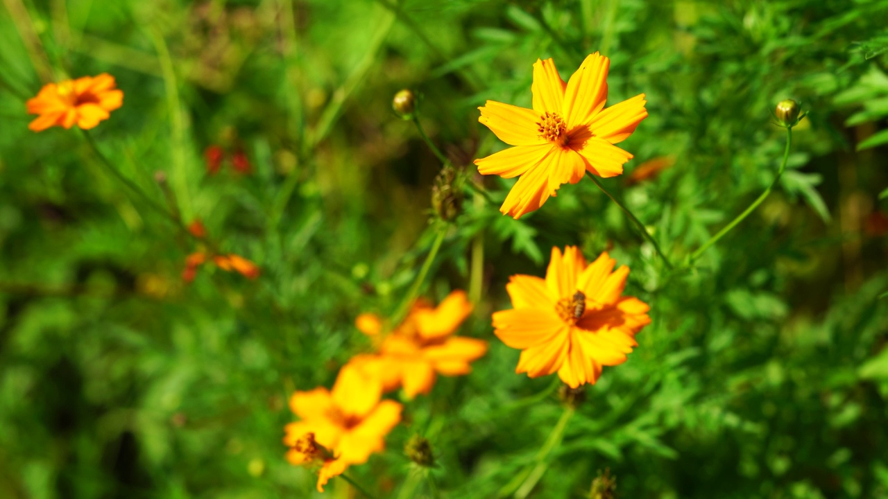 黄色的宇宙花在花园里视频素材