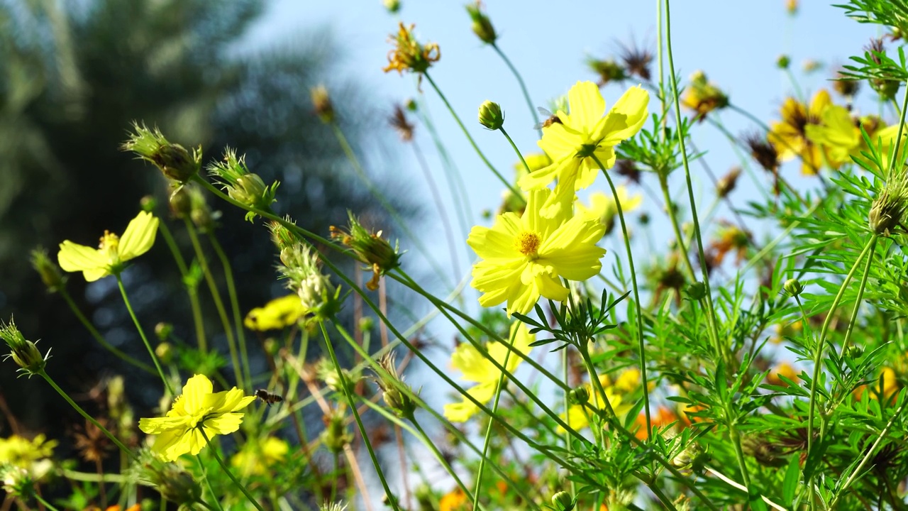 蜜蜂吃黄色宇宙花上的花蜜视频素材