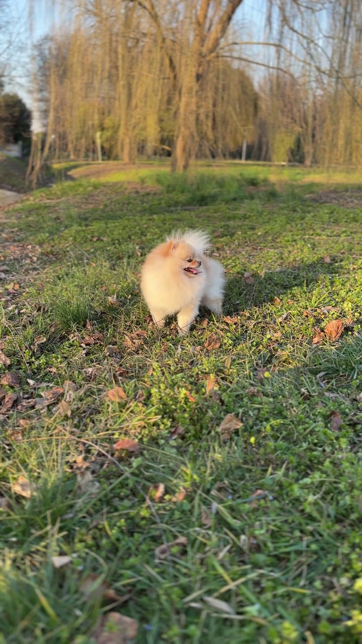 博美犬在草地上玩耍，在公园里散步视频素材