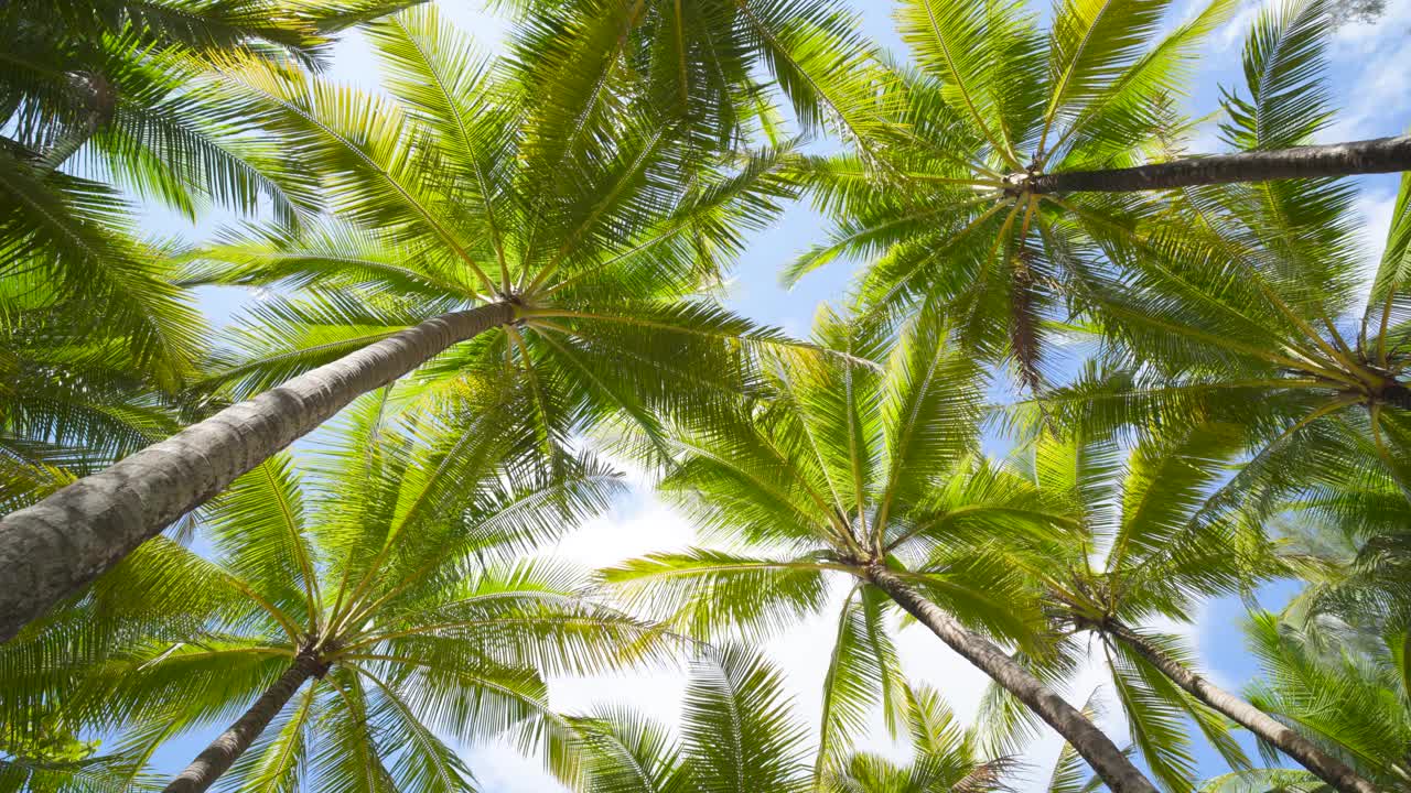 低角度拍摄椰子树对着天空阳光夏日背景。视频素材