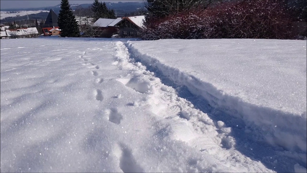 一只小三色猫在雪地里奔跑的视频视频素材