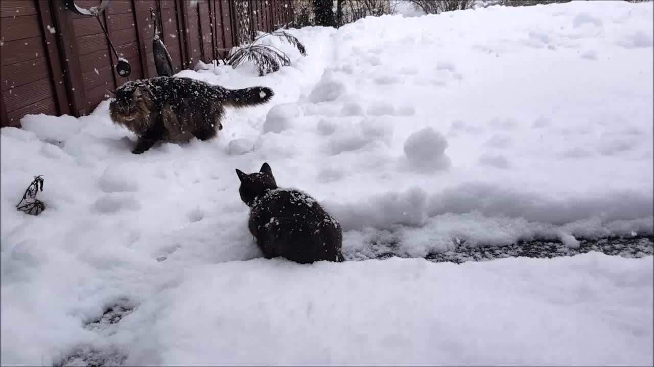 大雪期间两只猫在花园里玩耍的视频视频素材