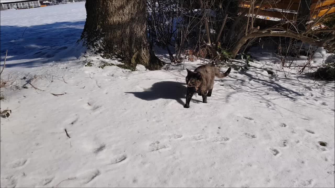 一只小三色猫在雪地里奔跑的视频视频素材