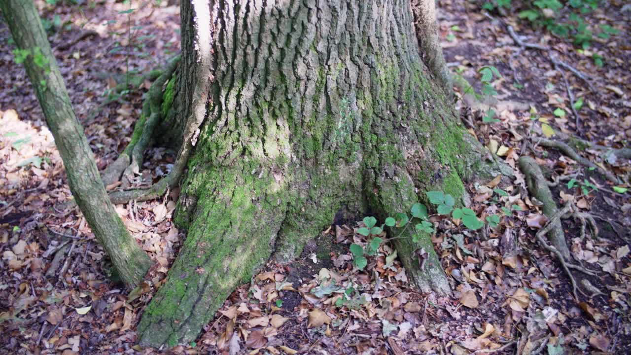 树干基部被苔藓覆盖，树根在森林地面上蔓延视频下载