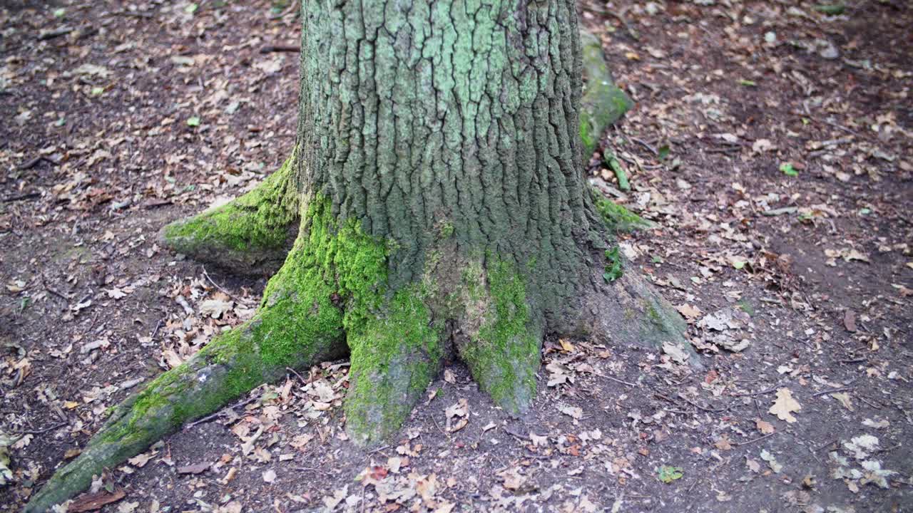 树干基部被苔藓覆盖，树根在森林地面上蔓延视频素材