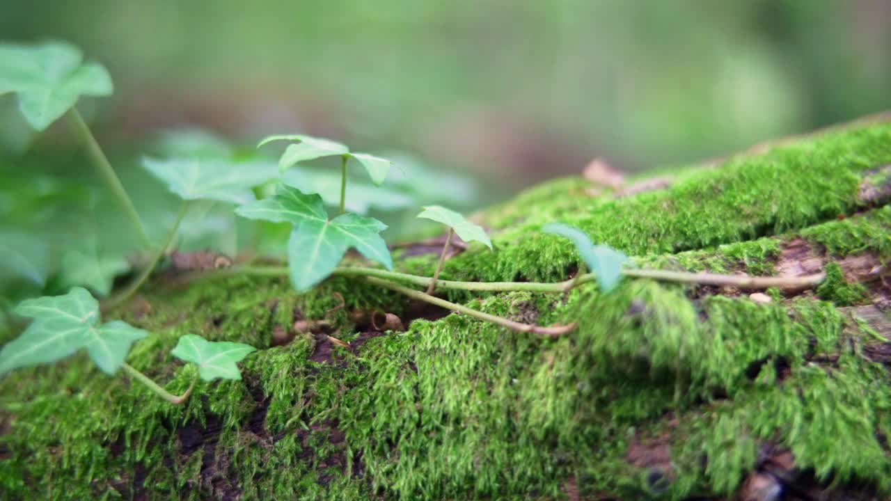 特写苔藓树干倒在森林的地面上，周围生长着藤蔓视频下载