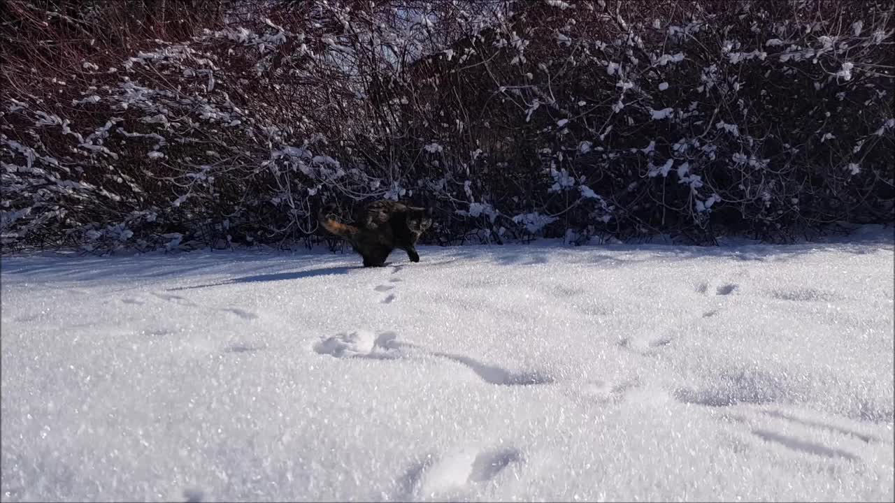 一只年轻的三色猫在雪地里行走的视频视频素材