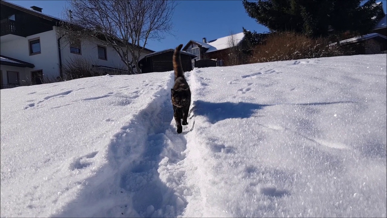 一只年轻的三色猫在雪地里行走的视频视频素材