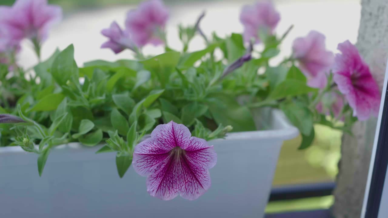 粉红色的矮牵牛花种在阳台的白色花盆窗口，室外阳光明媚视频素材