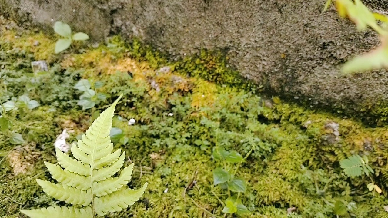 野生蕨类和苔藓的景观视频下载