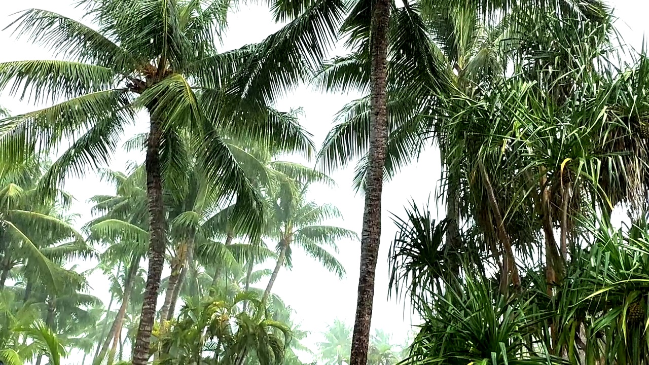 棕榈树在热带风暴中摇摆。视频下载