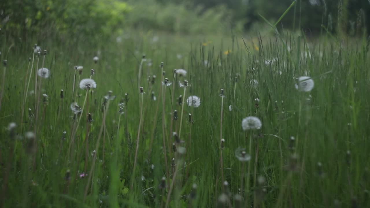 蒲公英花在夏天盛开。夏季自然背景。视频素材