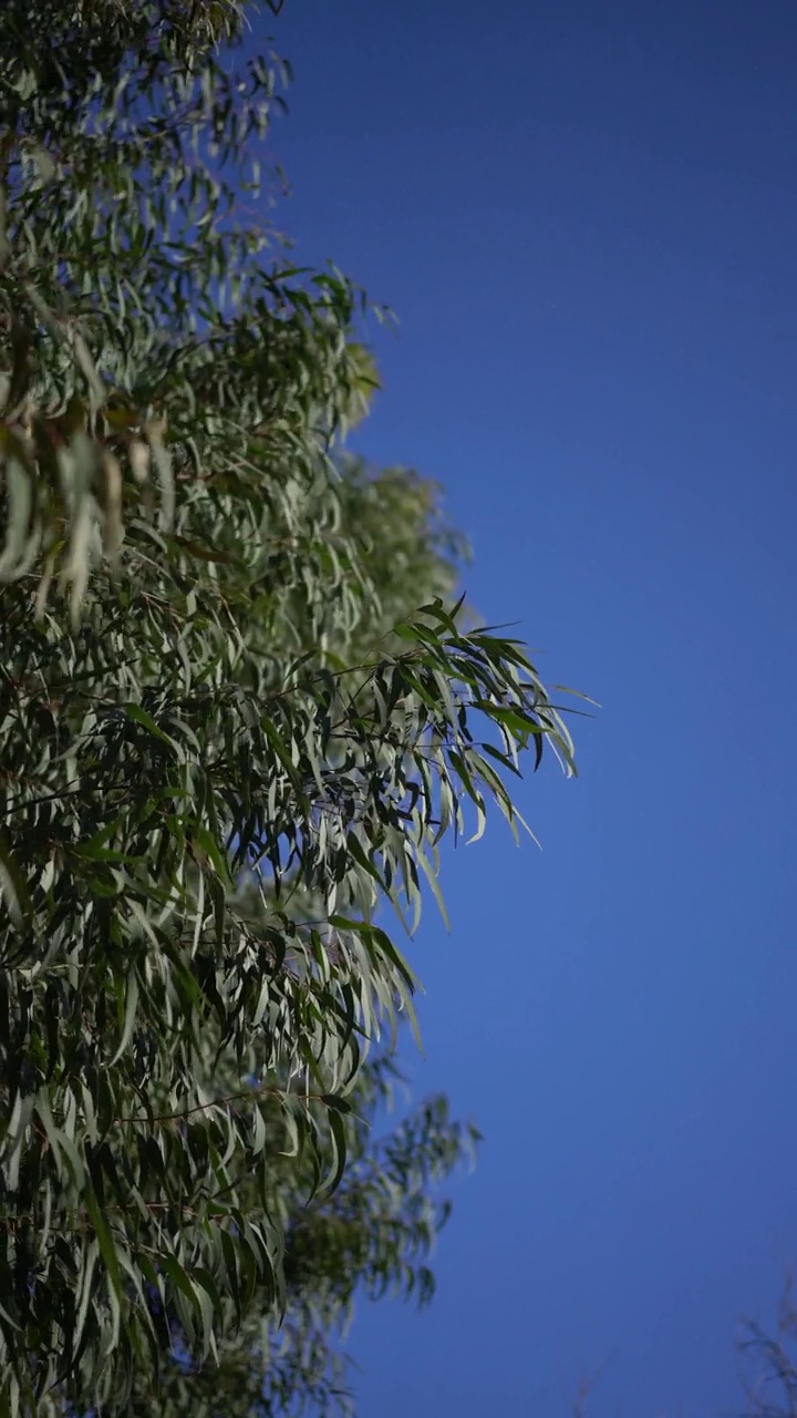 桉树的树枝蓝色的天空背景视频素材