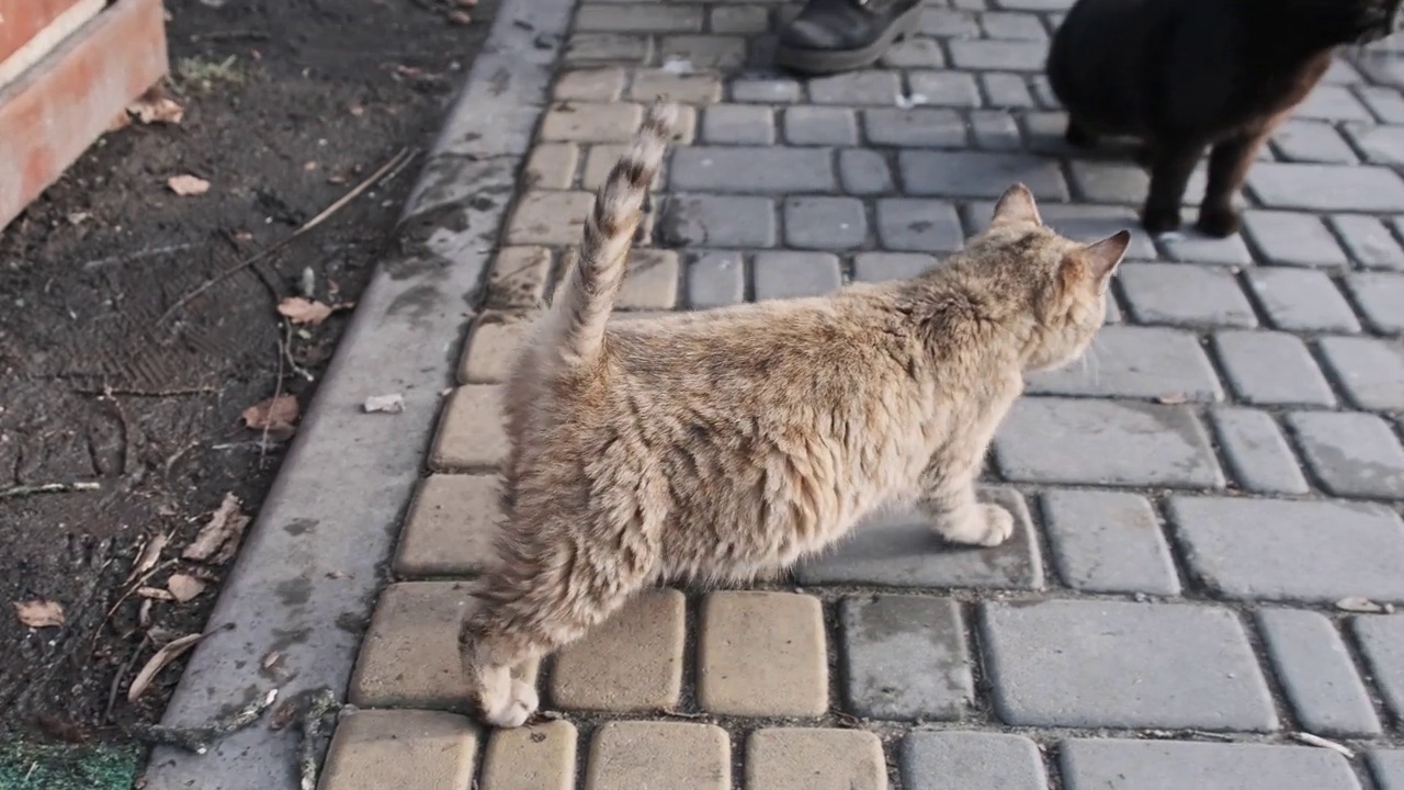 许多流浪猫在公园里一起散步，等待食物，慢动作视频素材