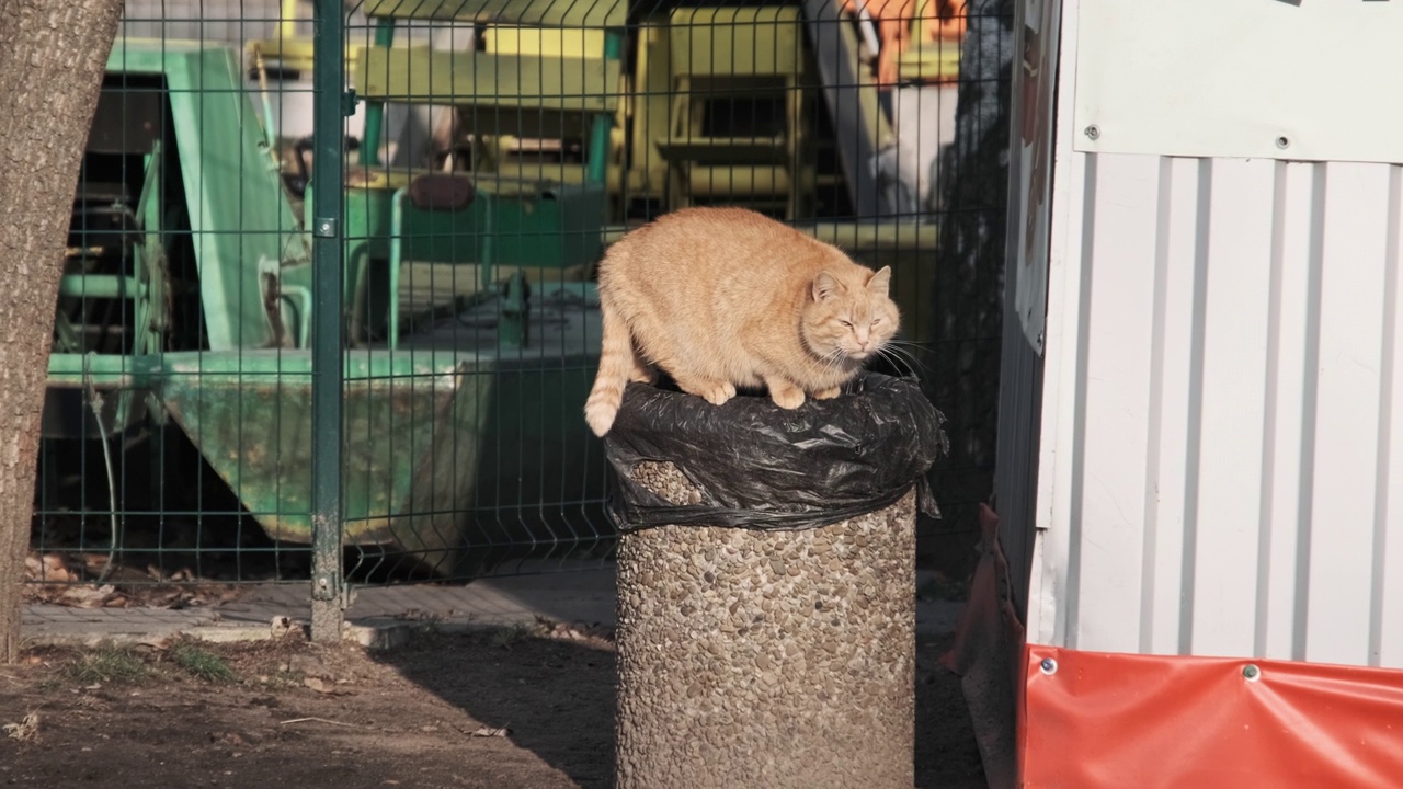 流浪的姜猫站在公园的垃圾桶上寻找食物视频素材