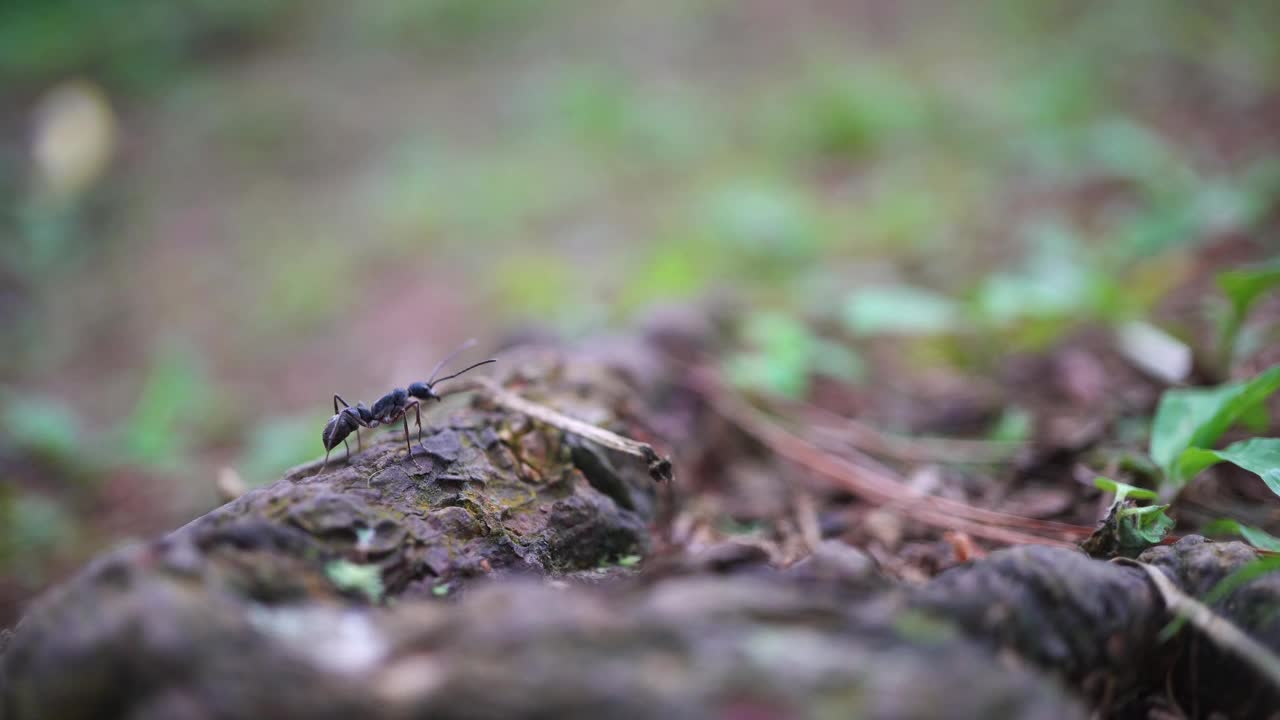 黑蚂蚁走过松林的树枝。视频素材