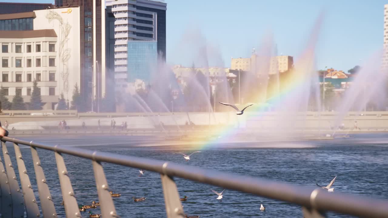 彩虹和海鸥在城市河上的喷泉附近视频素材