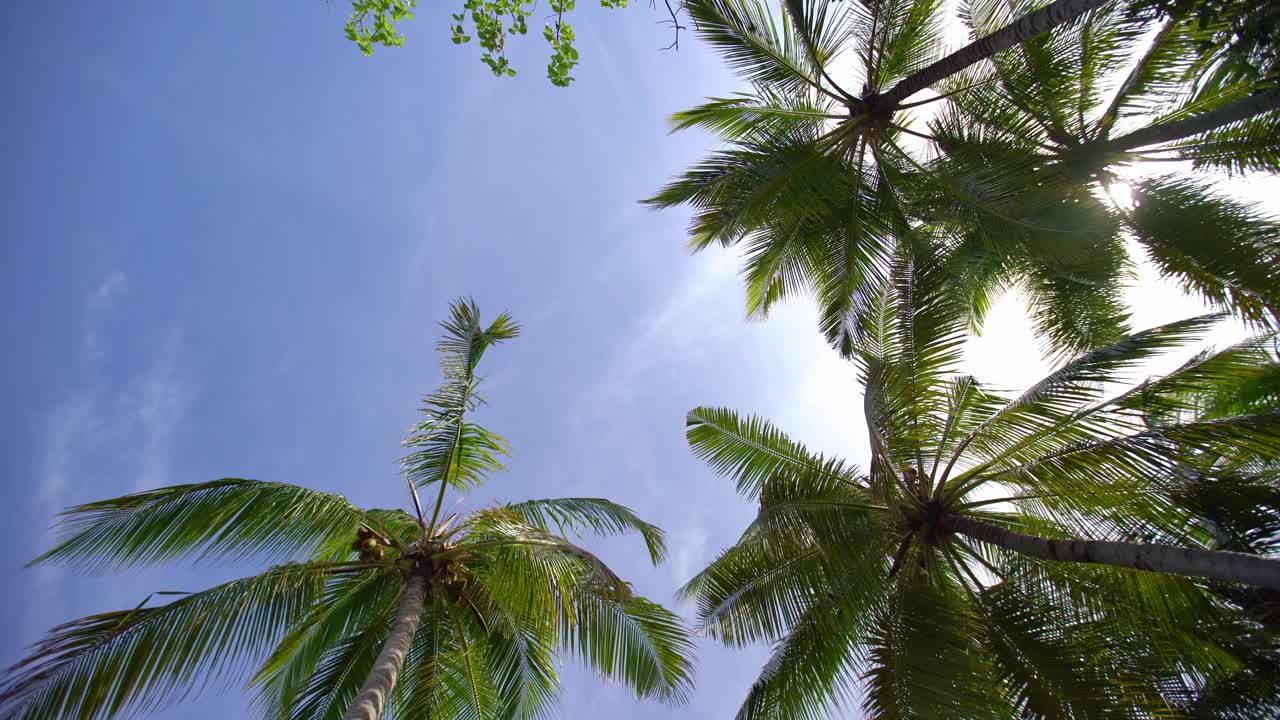 棕榈树和天空视频素材