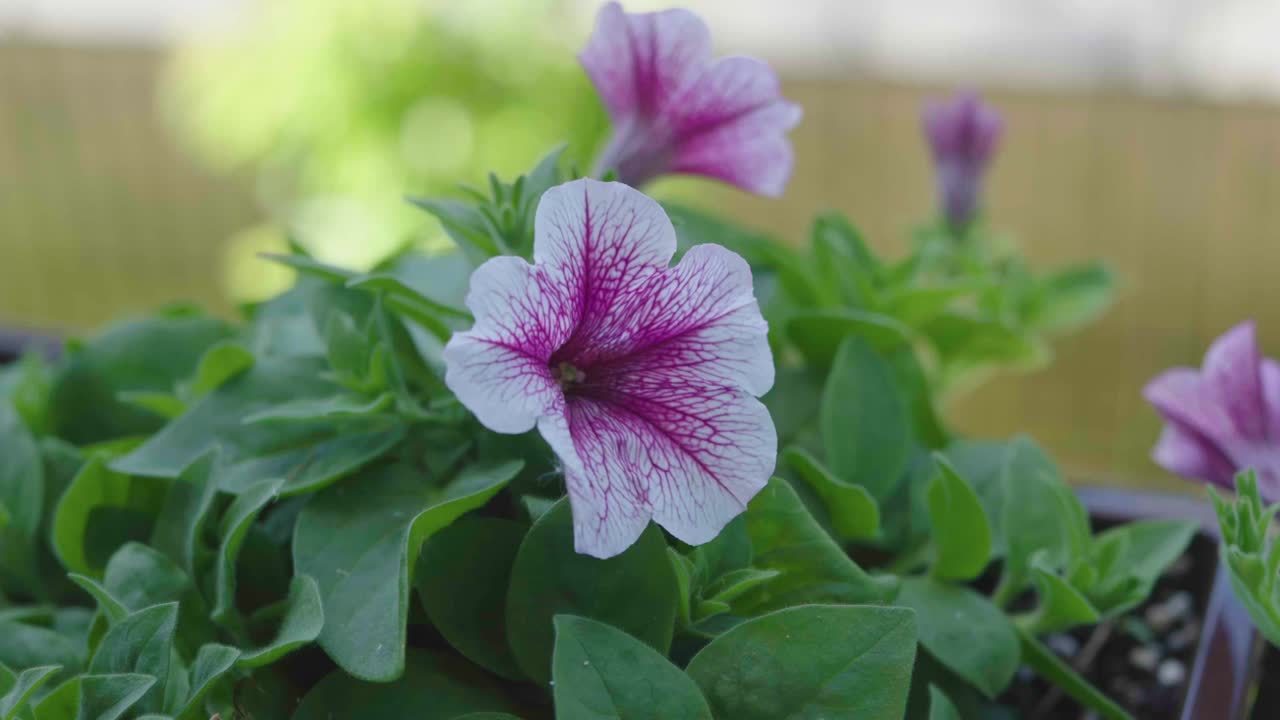 近距离粉红色的矮牵牛花瓣开花矮牵牛花在阳台花盆窗口。视频素材