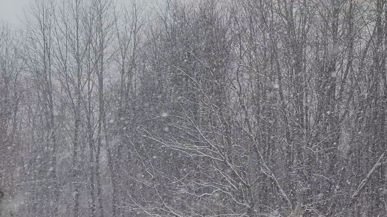 降雪和树木视频素材