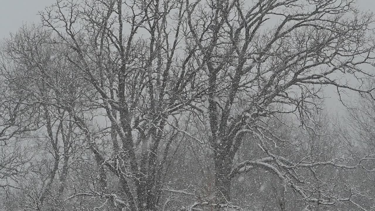 降雪和树木视频素材