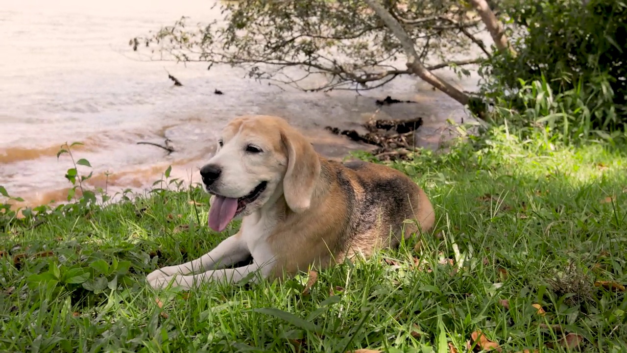 比格犬躺在草坪上视频素材