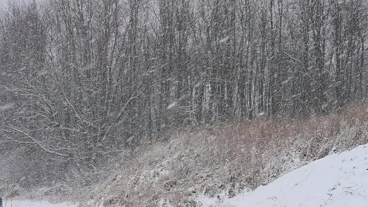 森林里的雪视频素材