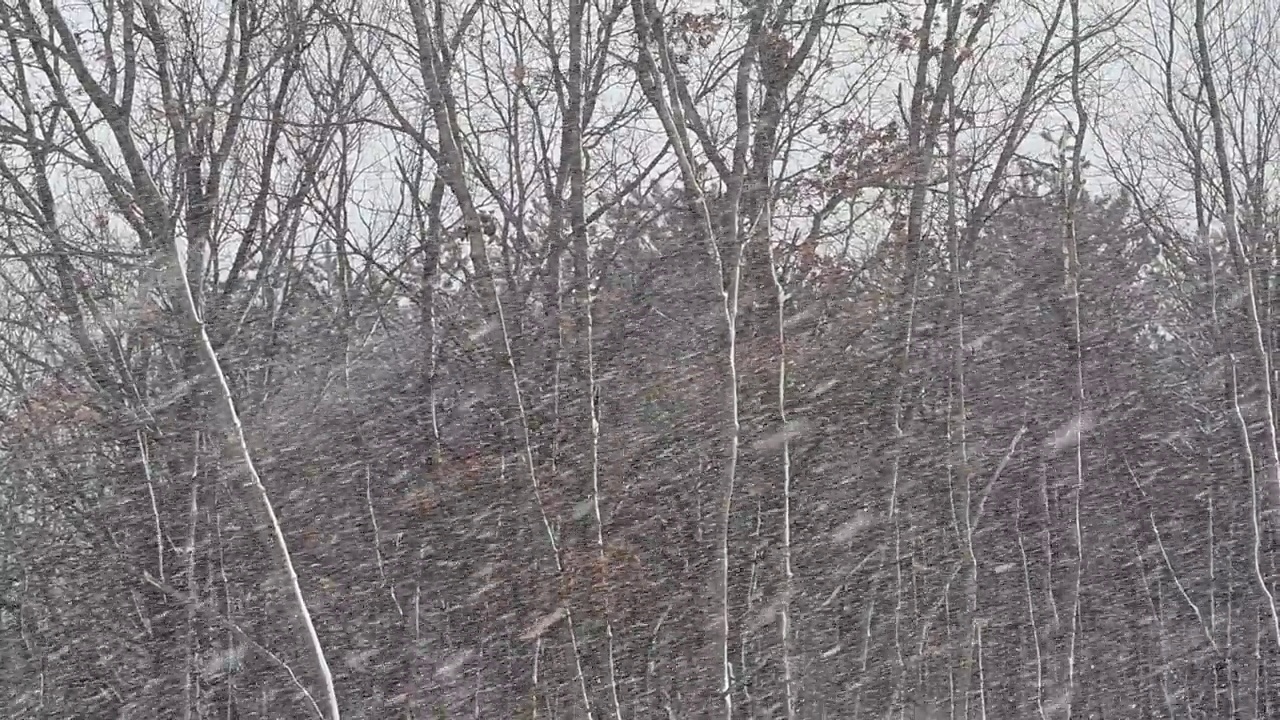 森林里的雪视频素材