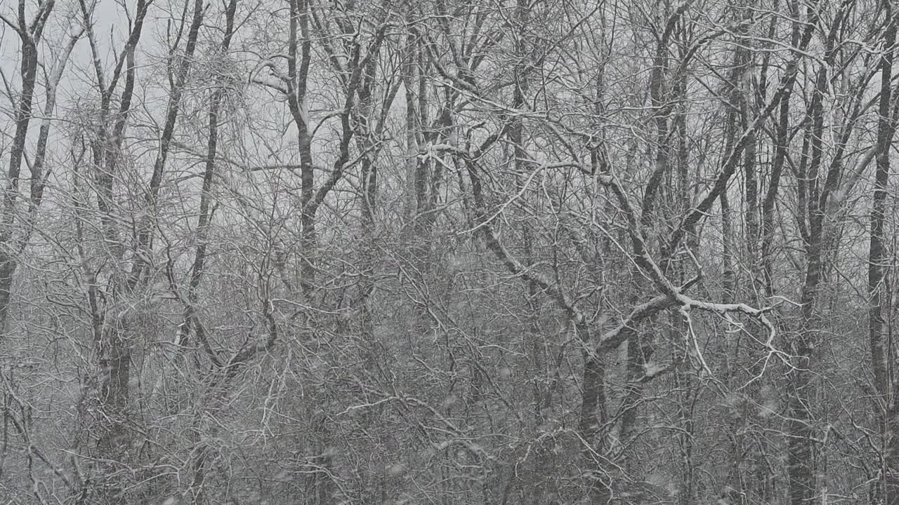 雪落在树林里视频素材