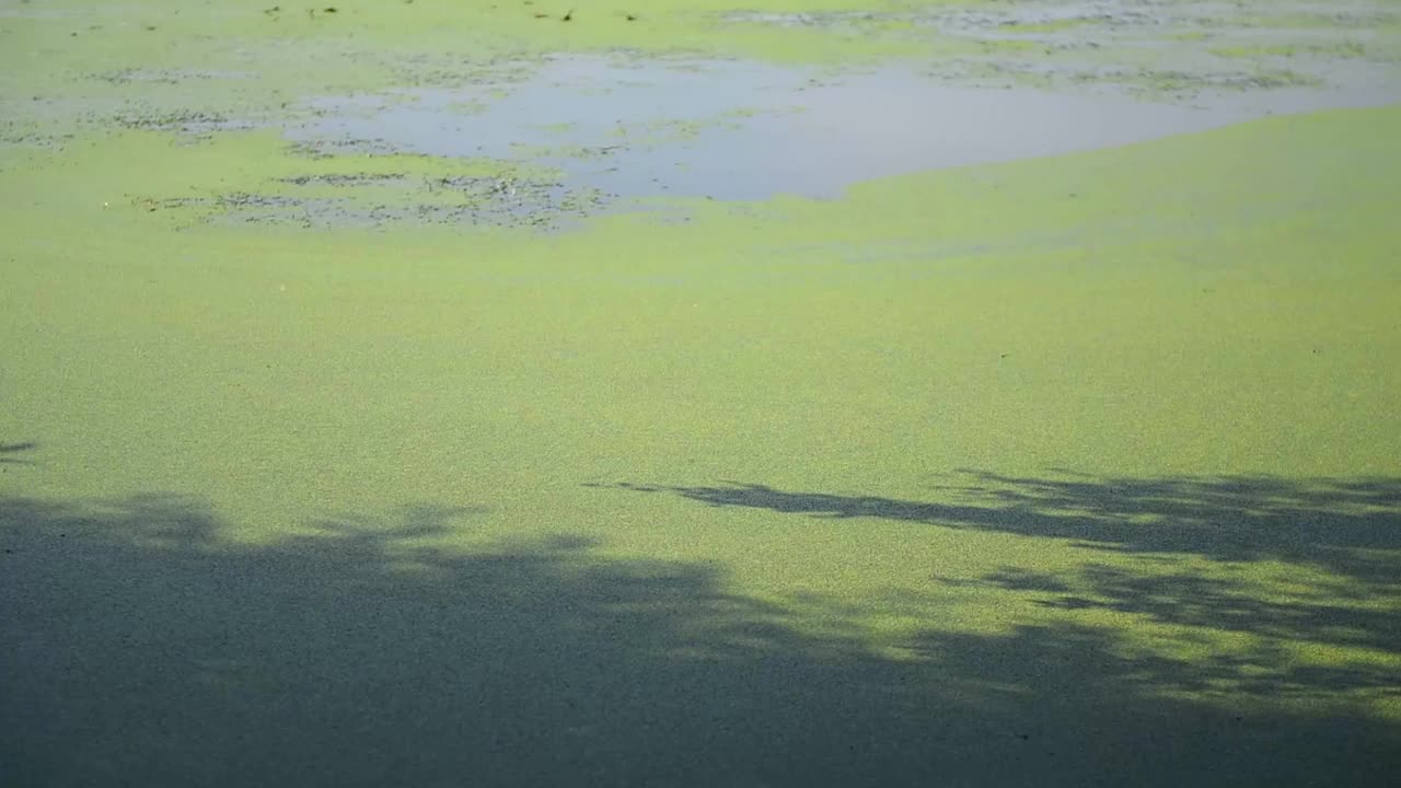 河面上绿色的浮萍缓缓移动。视频素材