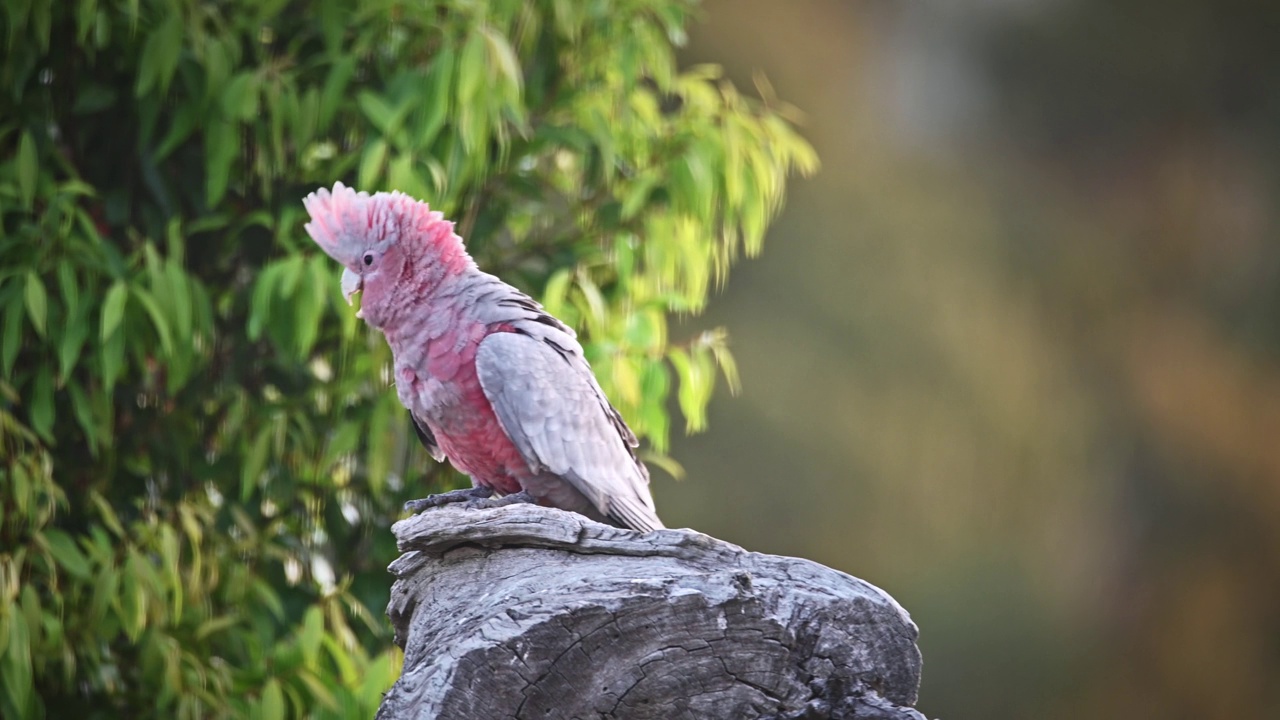 婴儿喙(Eolophus roseicapilla)视频素材